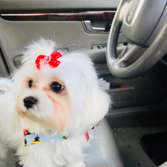 Meet your Posher, Dani - Picture 1 of 1